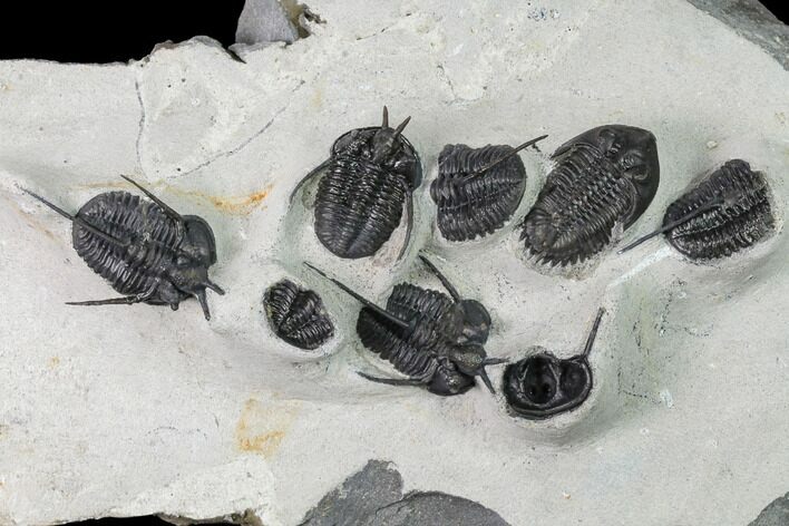 Cyphaspis Walteri & Kayserops Trilobite Cluster - Mrakib, Morocco #168395